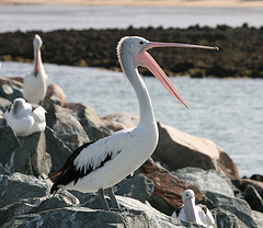 Pelicans!